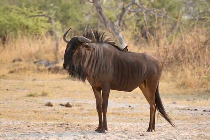 Chobe National Park From Victoria Falls - Tips for a Successful Trip