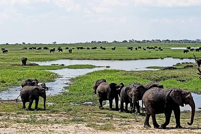 Chobe National Park Safari Full Day-trip - Reviews and Testimonials