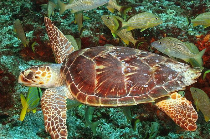 Cozumel Snorkeling Tour at Palancar & Colombia Reefs and El Cielo - Customer Feedback