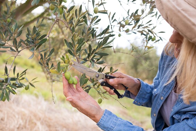 Cretan Wines & Olive Oil Tour - the Treasures of Crete - Why Choose This Tour