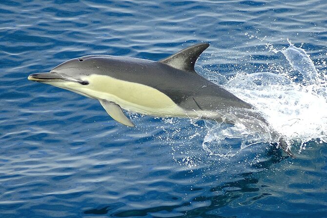 Cruise and Snorkeling With Dolphins Including Lunch From Hurghada - Lunch and Refreshments