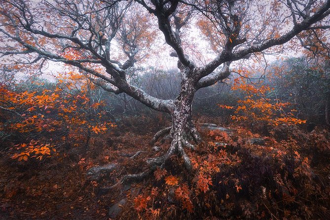 Custom Half-Day Photo Tour With Photography Lessons From Asheville - Key Highlights and Considerations