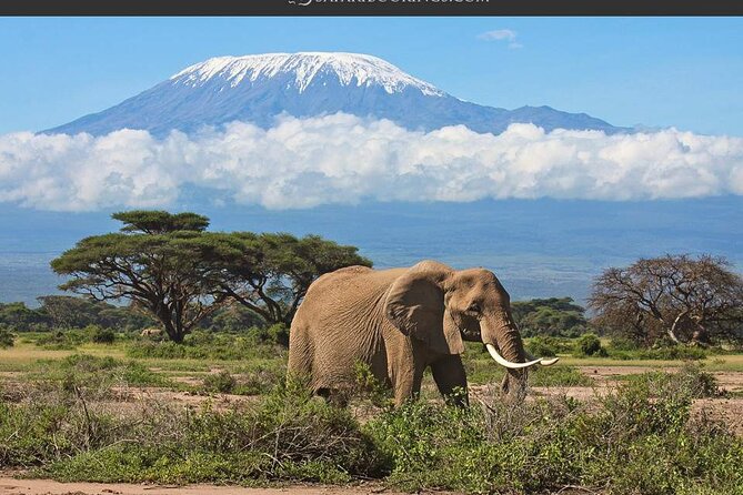 Day Tour - Amboseli National Park From Nairobi - Frequently Asked Questions