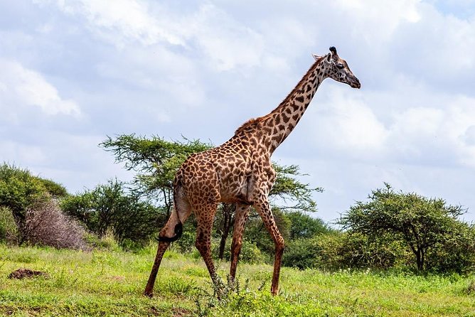 Day Tour To Amboseli National Park - Importance of Maasai Community Support