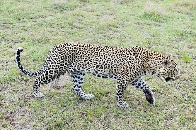 Day Tour To Amboseli National Park From Nairobi - Customer Reviews and Ratings