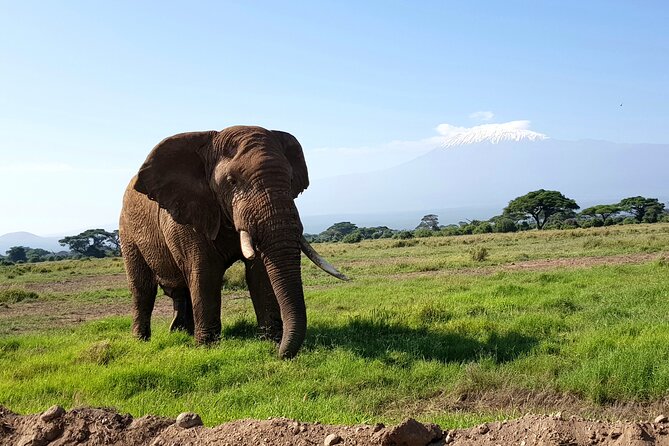 Day Tour to Amboseli National Park From Nairobi - Highlights of the Day Tour