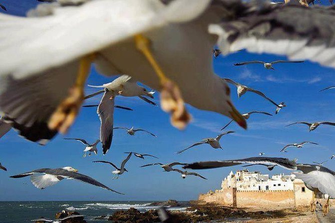 Day Trip to Essaouira the Portuguese Town From Agadir or Taghazout - Visitor Experiences and Reviews