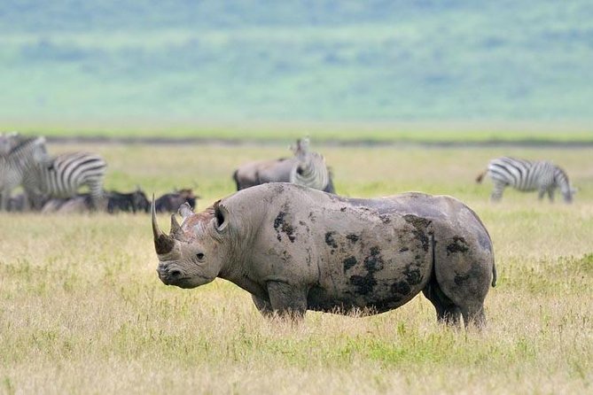 Day Trip to Ngorongoro Crater - Traveler Reviews and Ratings