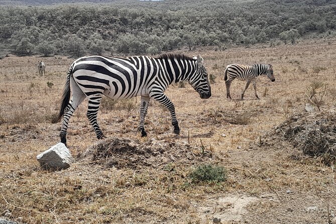 Day Trip To Ol Pejeta Conservancy Rhino And Chimpanzee Sanctuary - Cancellation Policy and Guarantee