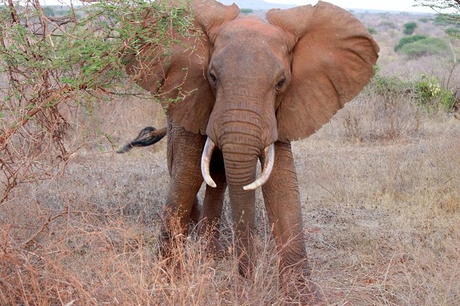 Day Trip - Tsavo East National Park ( Man Eater Lions of Tsavo & Other Big Five) - Booking Information