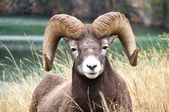 Discover Jasper and Its Wildlife - Weather Considerations