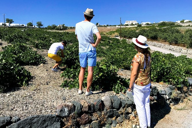 Discover Local Santorini Wine & Tasting - Positive Customer Feedback