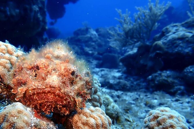 Discover Scuba Diving in Cozumel - Frequently Asked Questions