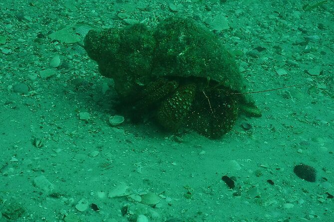 Discover Snorkeling Tour in Panama City - Frequently Asked Questions
