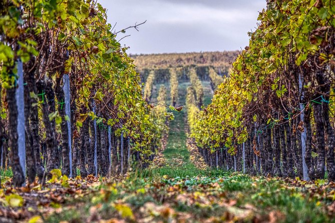 Discover the Wine Producers of Emilia Romagna - Testimonials and Ratings