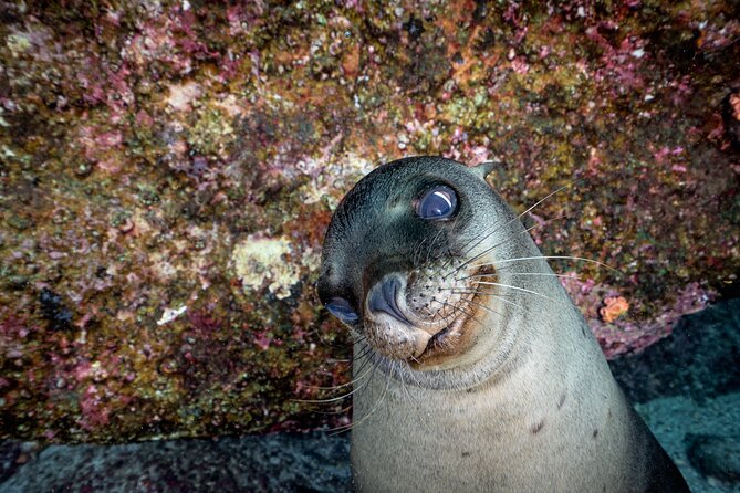 Dive in La Paz With Sea Lions, Turtles, Fish Schools and Wrecks - Dive Experience