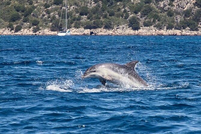 Dolphin Area Rib Boat Tour Small Group_ Guided Tour_Up 7 People - Booking and Payment
