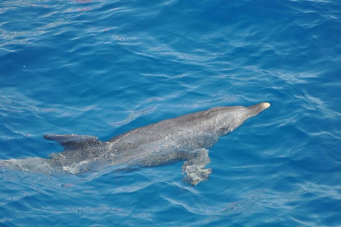 Dolphin Tour Banana Boat From Soma /Sahl Hasheesh/Makadi/Safaga - Best Time to Book Your Tour