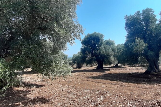 E-Bike Tour in Ostuni, the Centuries-Old Olive Trees and the Rock Village - Exploring Ostuni
