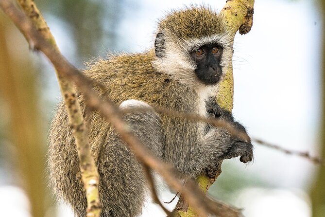 Early Morning Nairobi Park Safari and Giraffe Centre Tour. - Frequently Asked Questions