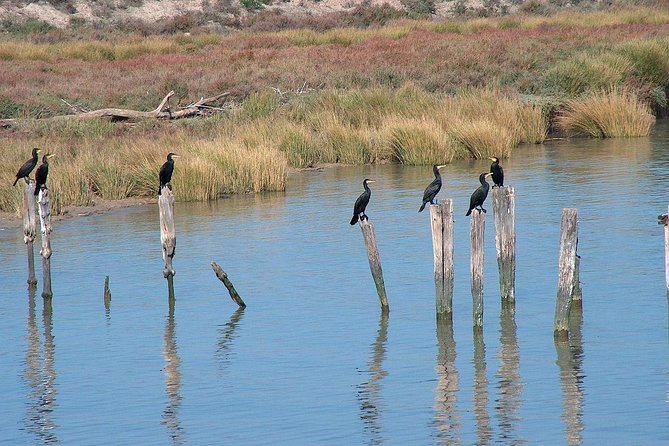 El Rocio, Donana Natural Park and Matalascanas Beach Day Trip From Seville - Important Travel Information