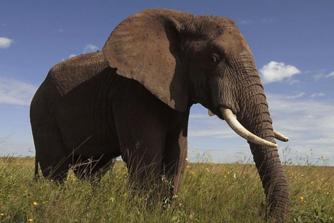 Elephant Sanctuary Tour From Johannesburg - Making a Difference