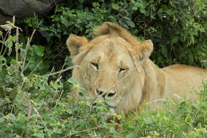 Enjoy a Private Day Trip to Lake Manyara National Park. - Frequently Asked Questions