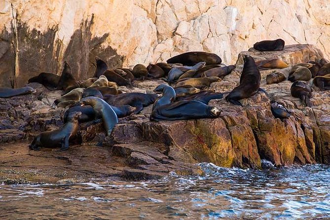 Enjoy Cabo San Lucas City Tour and Amazing Sea Adventure to Lands End! - Recommendations for Improvement