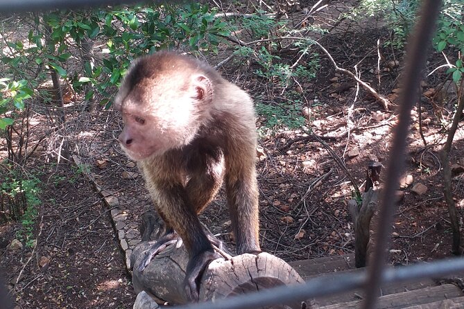 Enlightening Elephants And Monkeys Sanctuary Guided Day Tour - Frequently Asked Questions