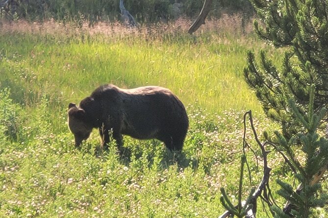 Epic Yellowstone Private Tour - Why Choose CoveredGround Tours