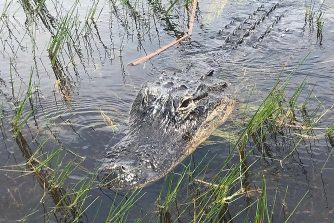 Everglades Airboat Safari Adventure With Transportation - Addressing Customer Concerns