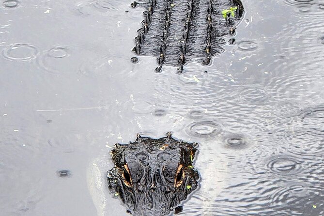 Everglades National Park Biologist Led Hike, 2 Boat Trips + Lunch - Recommendations for Travelers