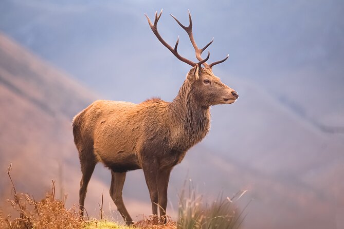 Exclusive & Private Oban and Glencoe Day Tour in Luxury Mercedes - Customer Reviews and Experiences