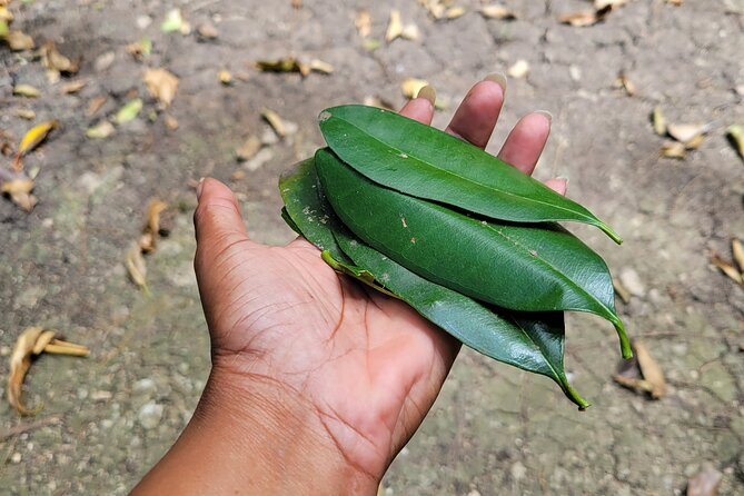 Explore Tropical Fruits & Flowers on Barbados Premier Eco-tour! - Eco-friendly Experience