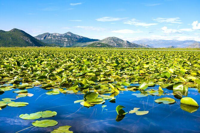 Finest Wines of Montenegro Private Tour With Lake Cruise - Since You Asked