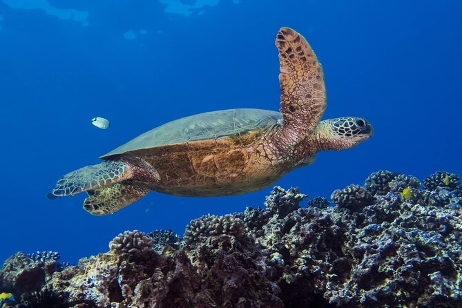 First Time Introductory Scuba Dive - Preparing for the Scuba Dive