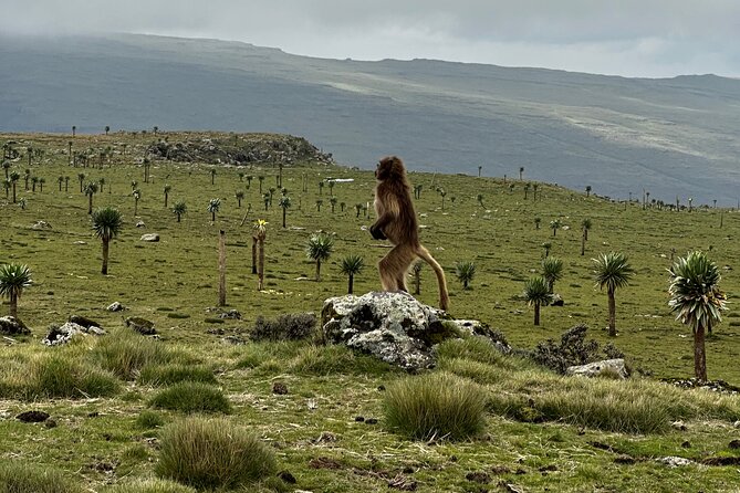 Five (5) Days Tour on North Ethiopia. 1 Day Axum and 3 Days Simien Mountains. - About the Region