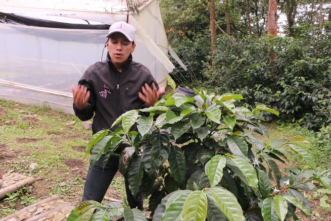 From Seed to Cup - Coffee Experience at La Palma Y El Tucan - Booking and Cancellation Policy