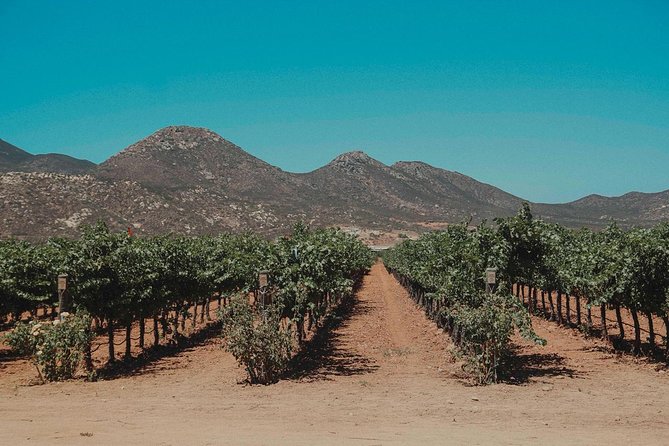 From Tijuana to Valle De Guadalupe Private Tour 6 Passengers - Frequently Asked Questions