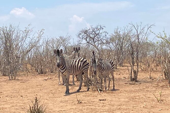 From Victoria Falls: Hwange National Park Day Safari - Frequently Asked Questions