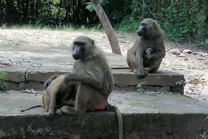 Full-Day Accra Safari and Boat Cruise Private Tour - Preparing for Your Safari Adventure