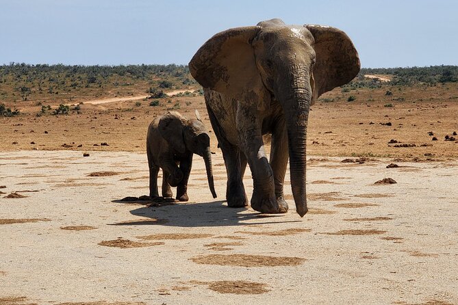 Full Day Addo Park Tours and Safari in South Africa - Frequently Asked Questions