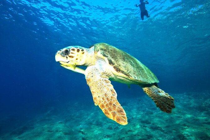 Full Day Dalyan (Turtle Beach) From Bodrum - Tour Reviews and Ratings