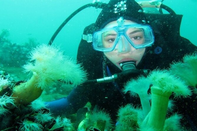 Full Day Diving for Beginners With Lunch in Hurghada - Addressing Customer Feedback