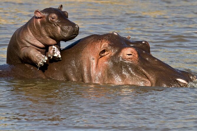 Full Day Isimangaliso Wetlands Park -Croc & Hippo &Game Fr Durban - Tour Operator and Contact