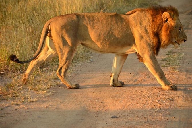 Full Day Lesedi Cultural Village and Mini Safari Tour - Booking Your Experience