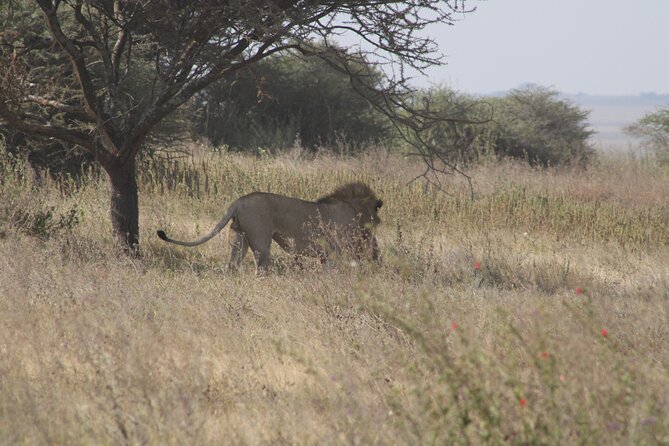 Full-Day Ngorongoro Crater Private Tour - Tour Logistics and Itinerary