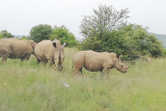 Full-Day Pilanesberg National Park Safari From Johannesburg and Pretoria - Frequently Asked Questions