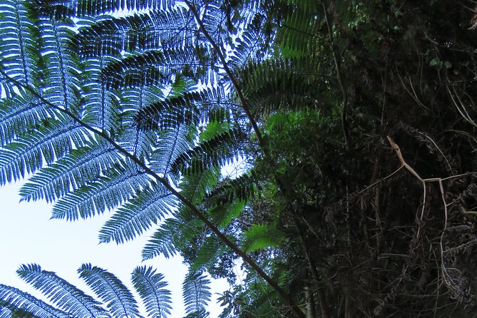 Full Day Private 4x4 Adventure in Madeira - Preparing for the Adventure