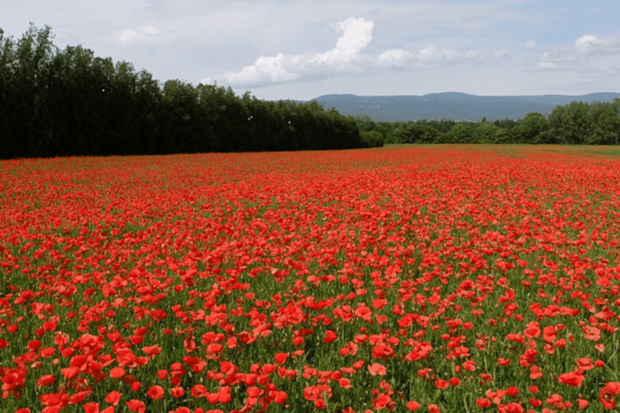 Full Day Private Tour From Arles or the Alpilles - Frequently Asked Questions